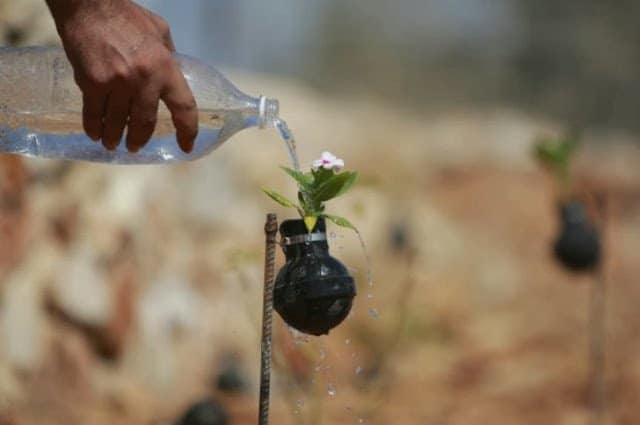 حياة تهزم المأساة : حديقة قنابل الغاز في قرية بلعين بالضفة الغربية ! 4