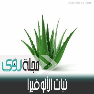 فوائد ومخاطر نبات صبار الألوفيرا ( Aloe Vera )