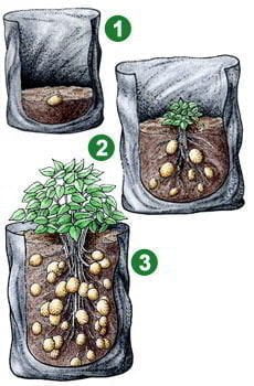 7 طرق لزراعة البطاطس (البطاطا) بنفسك في منزلك 6