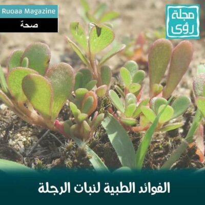 فوائد الرجلة ( البقلة ) الطبية و العلاجية Purslane benefits