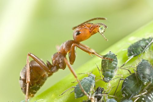 بالصور و الفيديو : سر العلاقة الغريبة بين النمل و حشرة المن 10