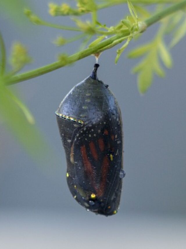 butterfly cocoon